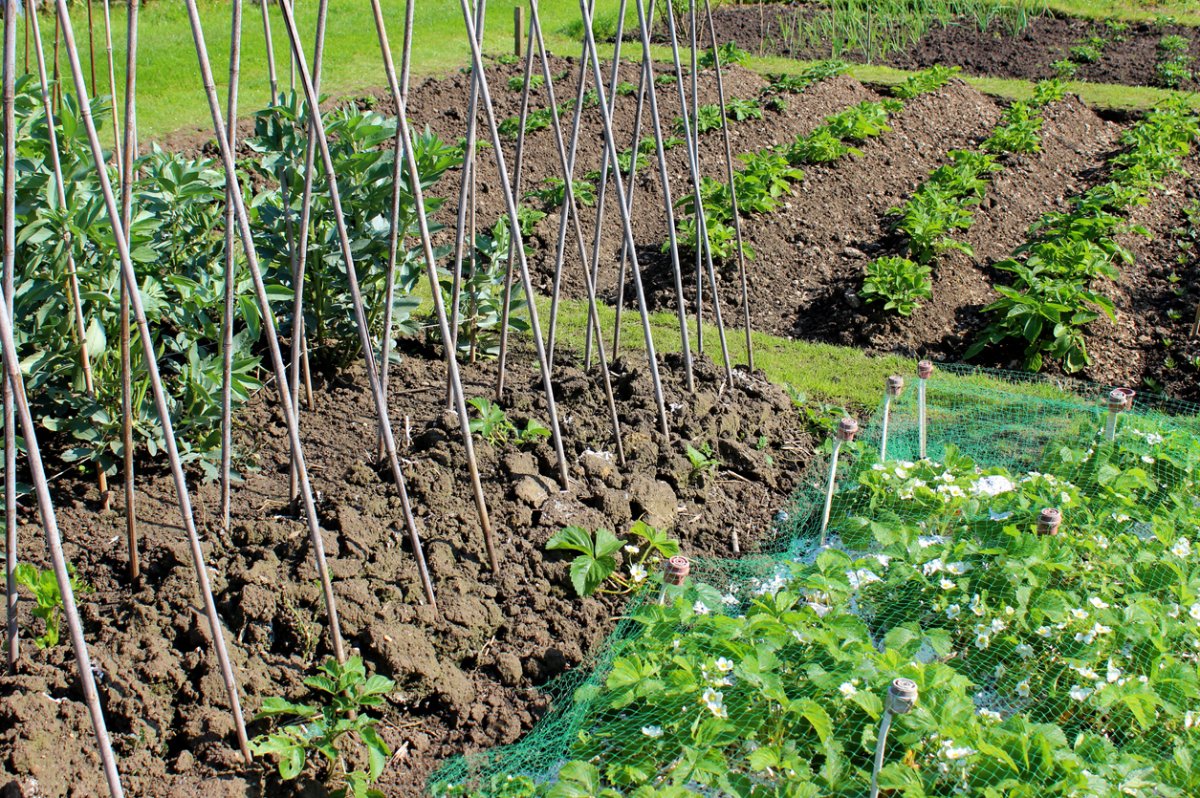 iStock-493245373 4 Wise Ways to Weatherproof Your Garden allotment vegetable garden with runner beans bamboo canes