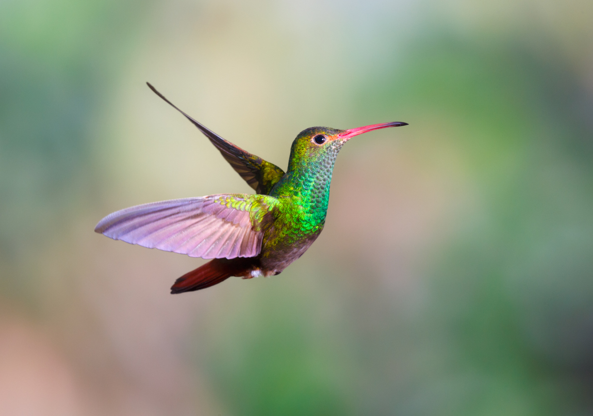 6 Birds That Get Their Coloring From the Food They Eat and What to Feed ...