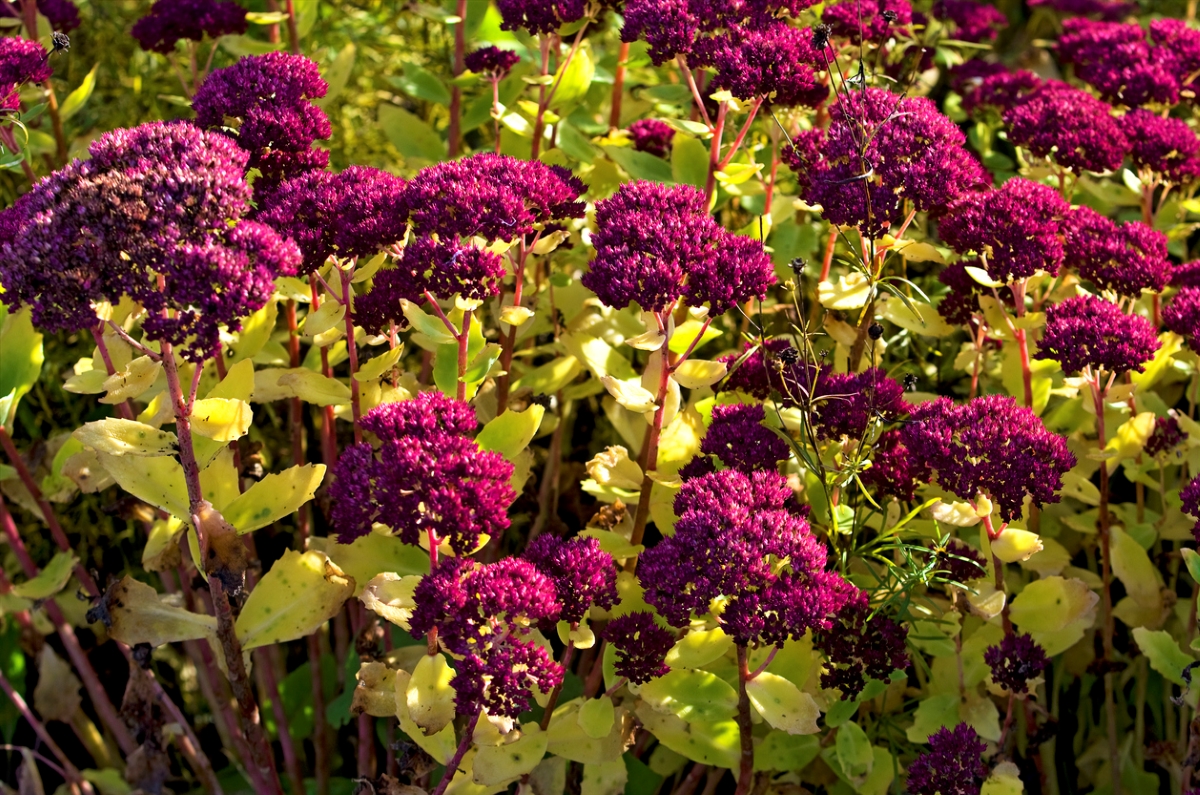 flowers that attract bees - burgundy flower blooms