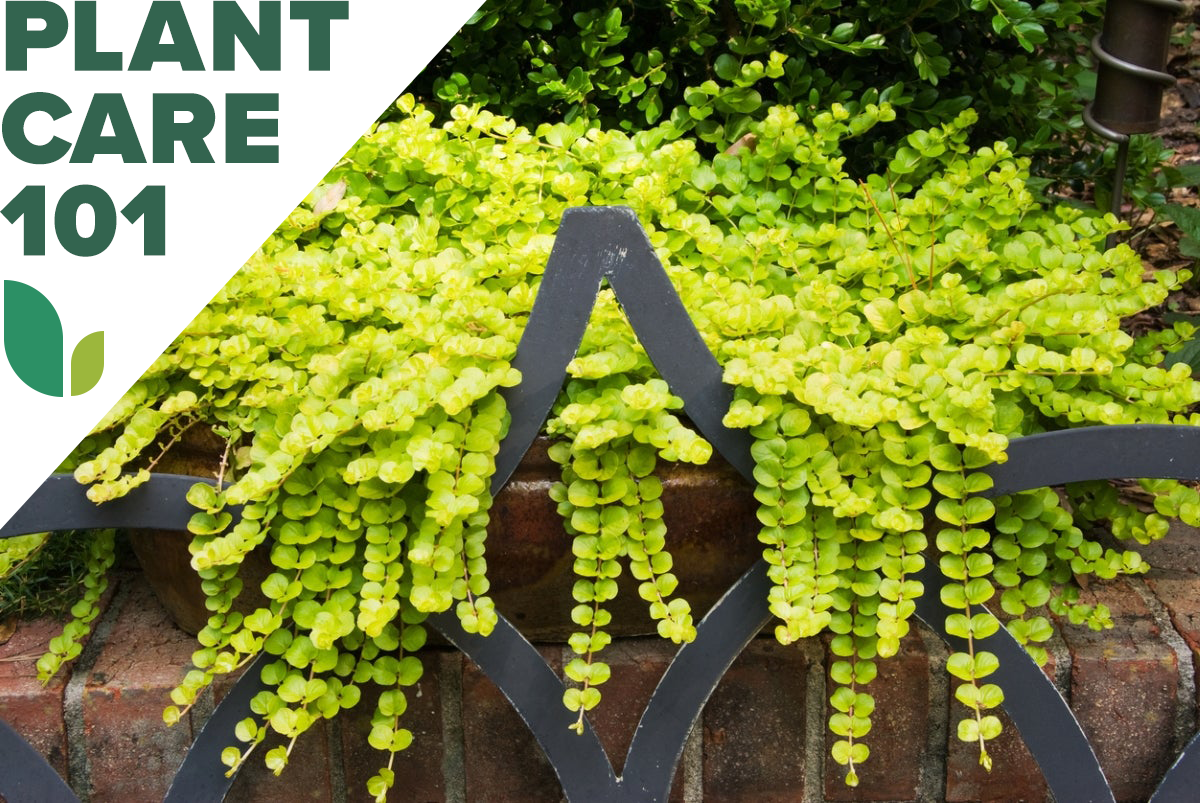 how to grow creeping jenny - creeping jenny plant care 101