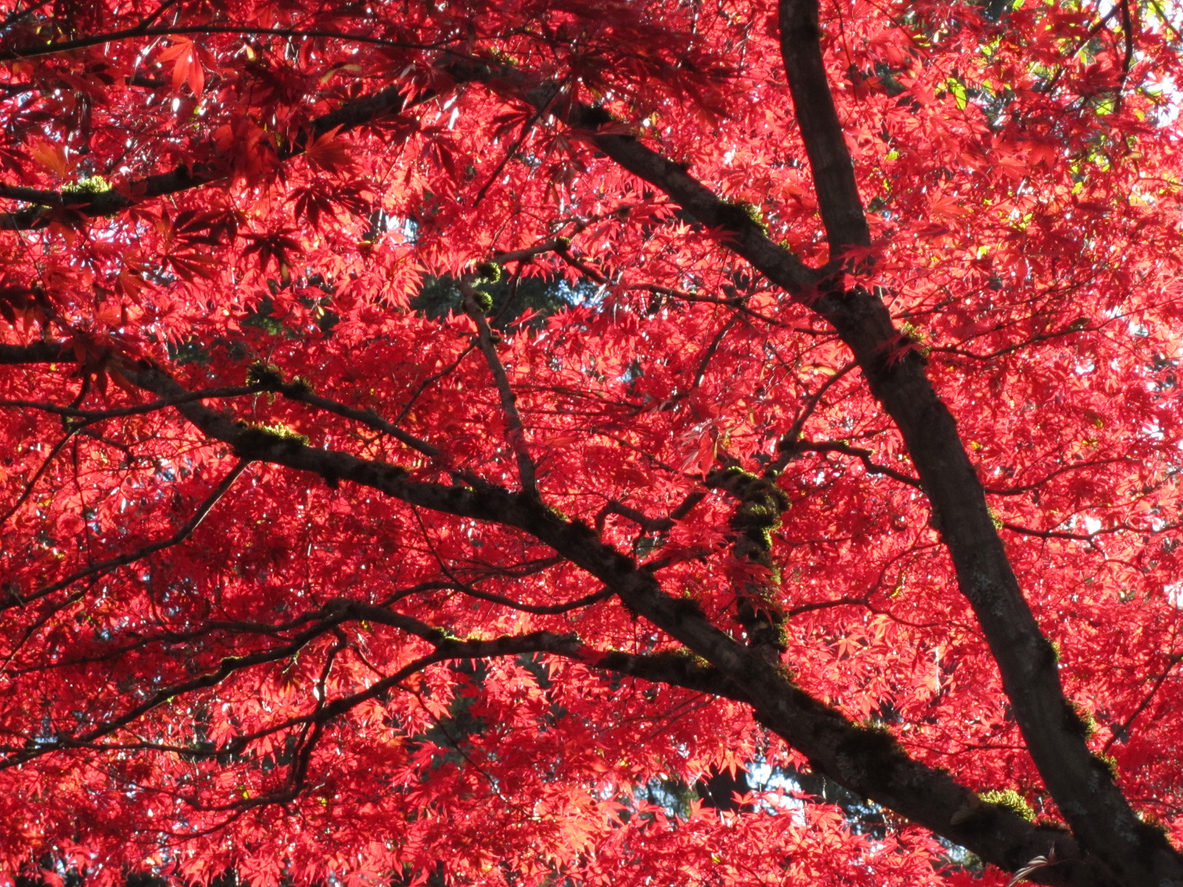 fast growing shade trees red maple red foliage and branches