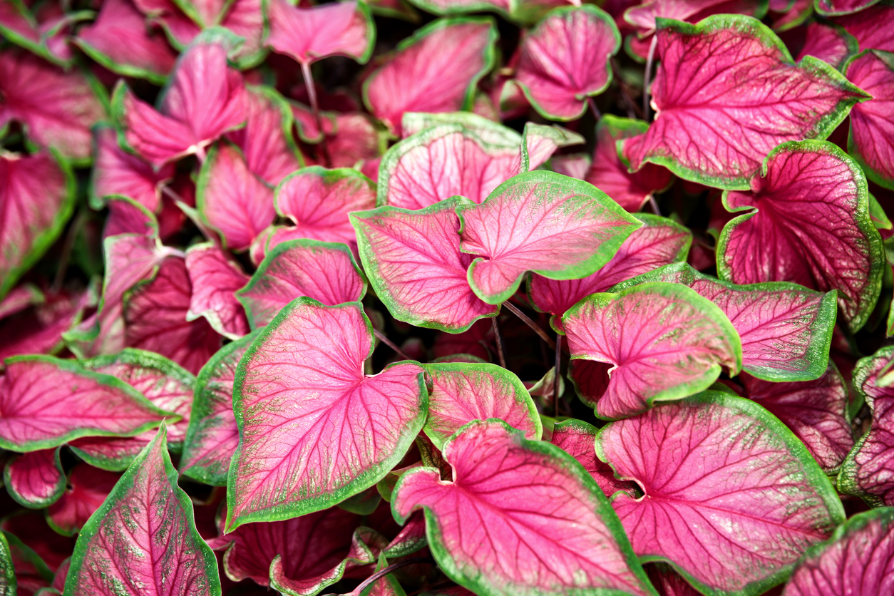 iStock-547534774_patio plants caladium elephant ear plant