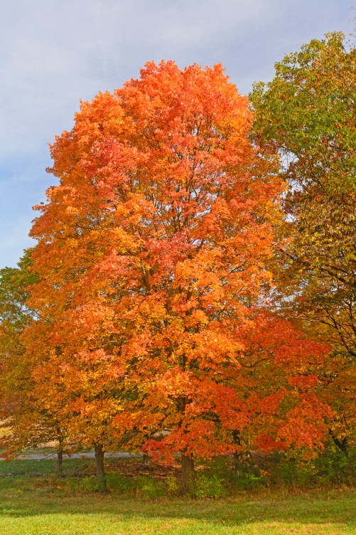 The 15 Best Trees for Backyard Landscaping - Bob Vila