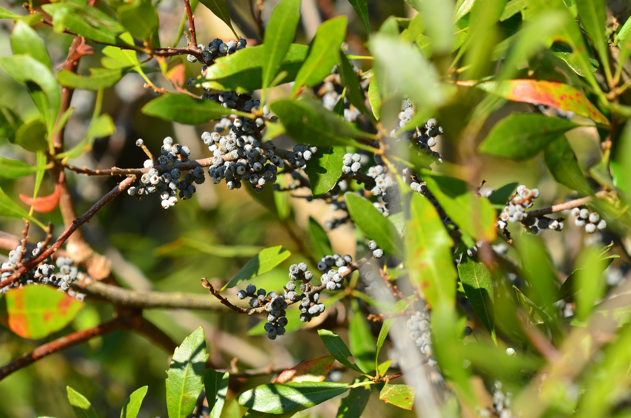 fast growing shade trees wax myrtle