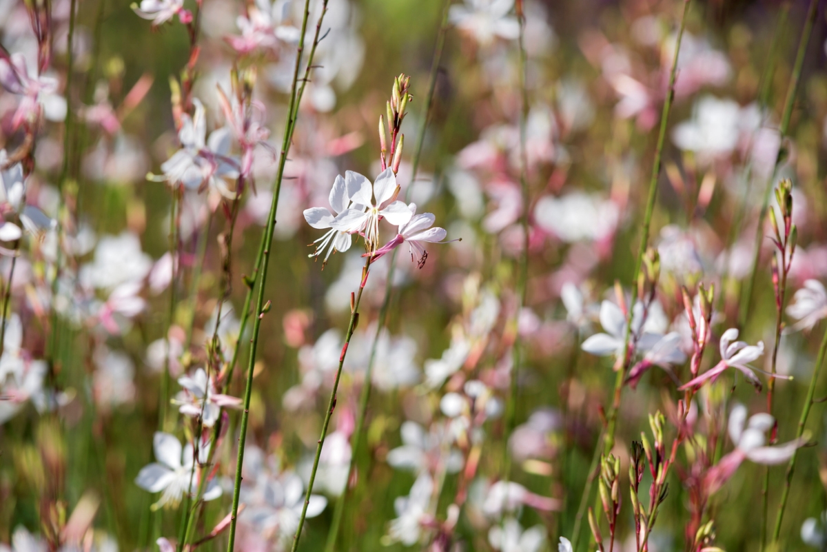 flowers that attract bees - white beeblossom flowers