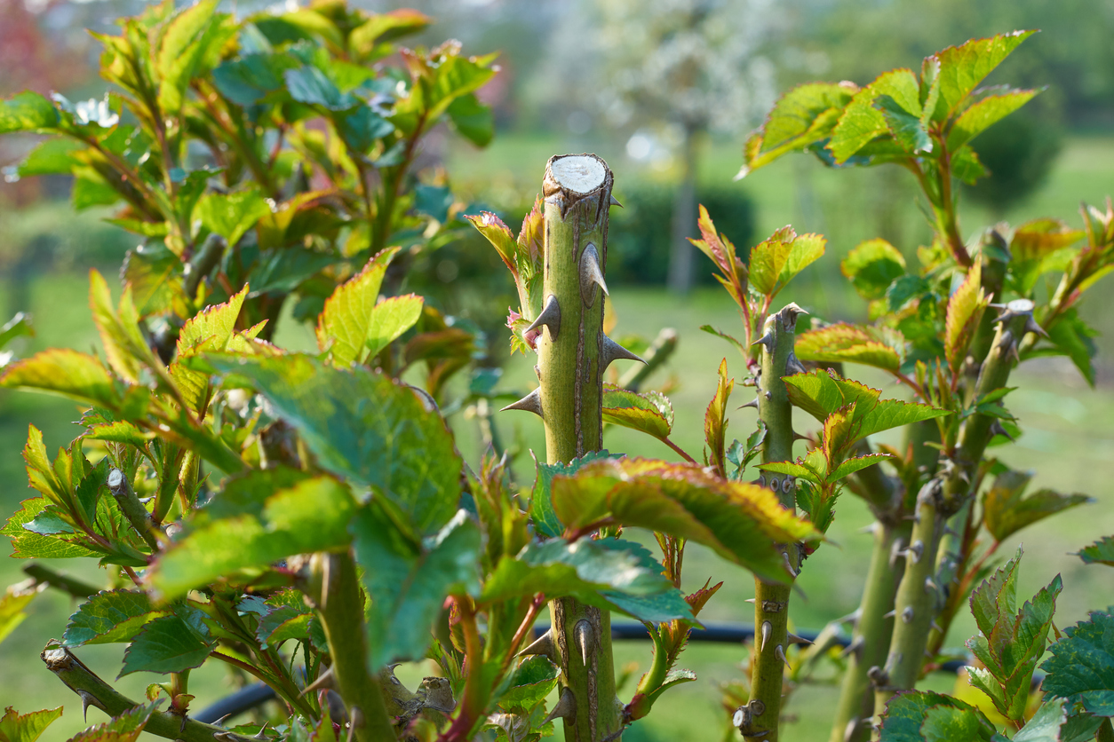 iStock-668808194 pruning mistakes Cutted Roses in Spring