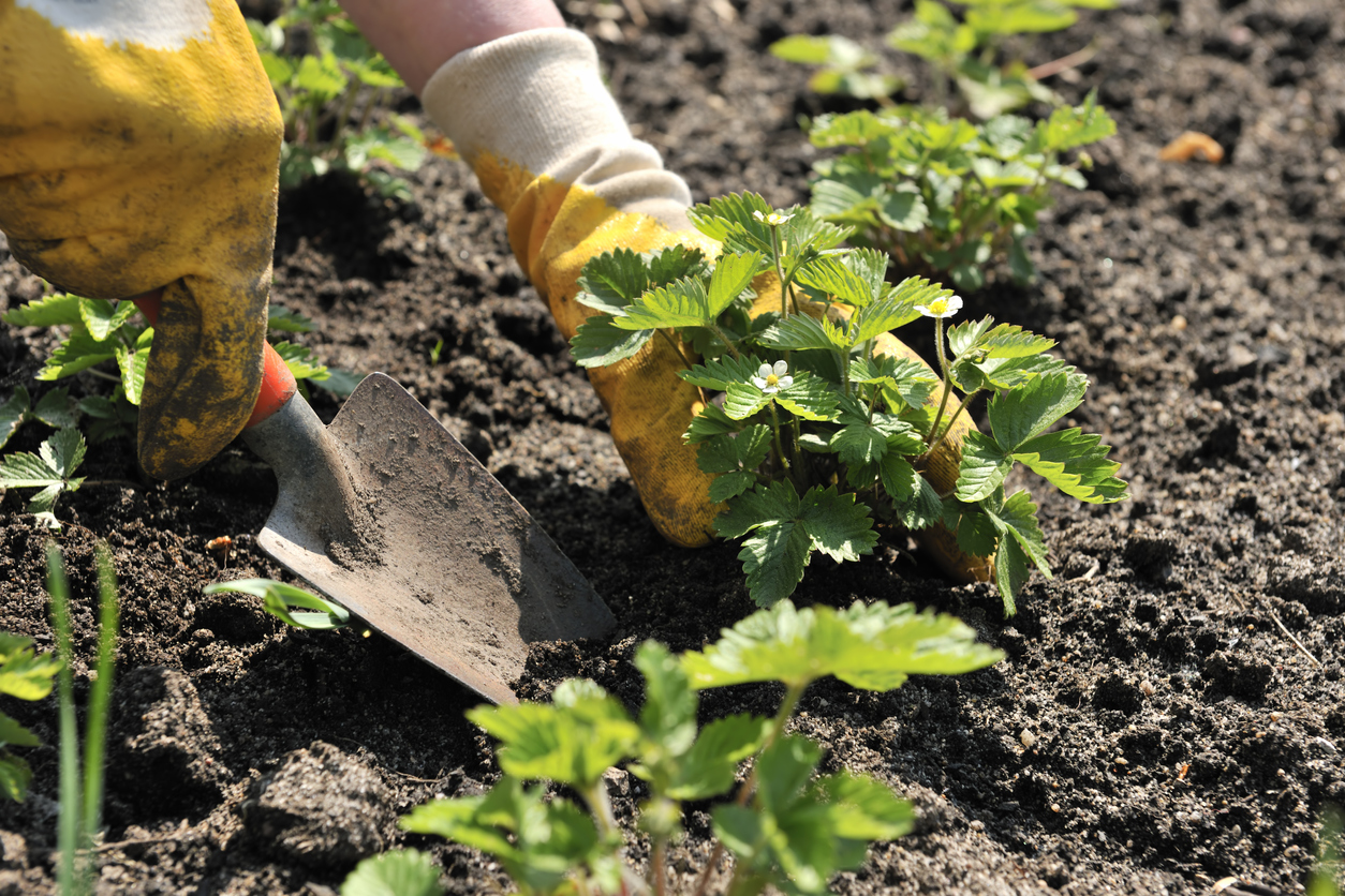 iStock-92025675 14 Wise Ways to Weatherproof Your Garden Planting Strawberries