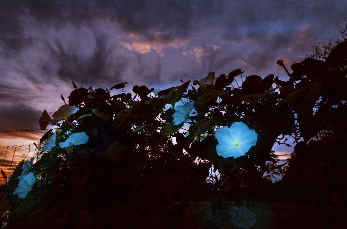 moon garden - flowers blooming in moonlight