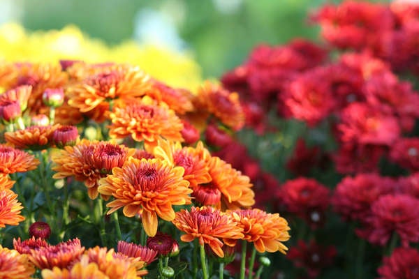 istock patio_plants_Chrysanthemums