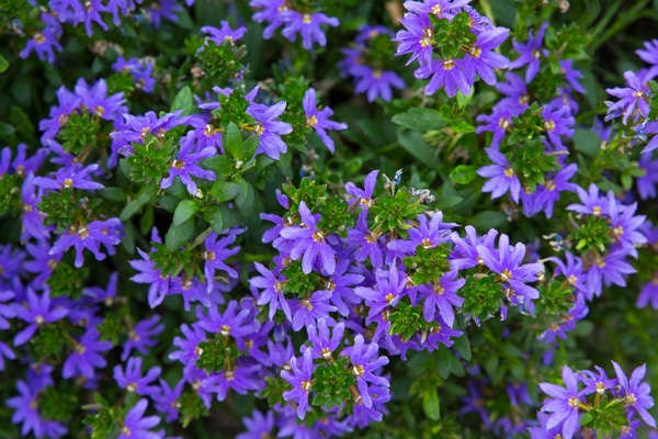 istock patio_plants_fan flowers