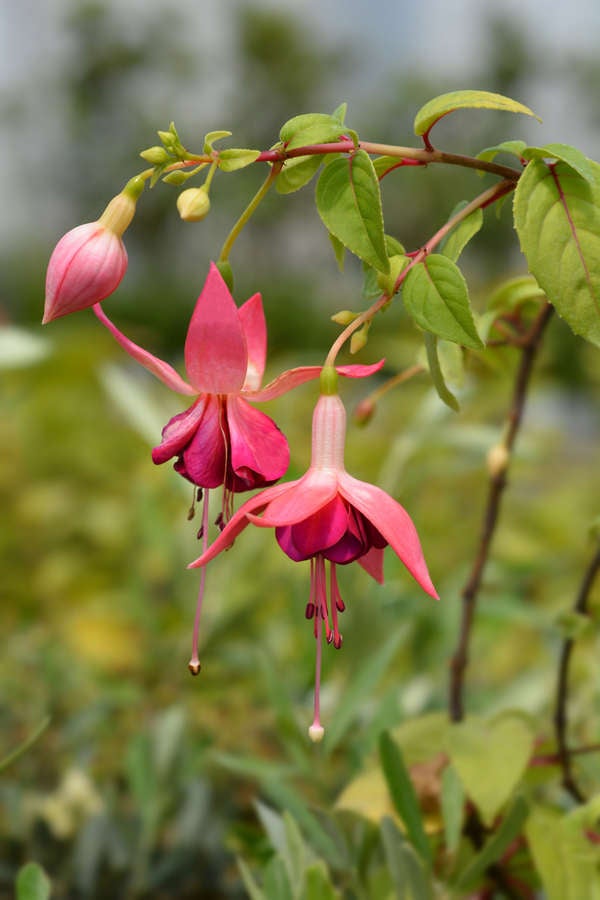 istock patio_plants_hybrid Fuschia