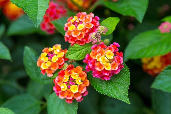 istock patio_plants_lantana