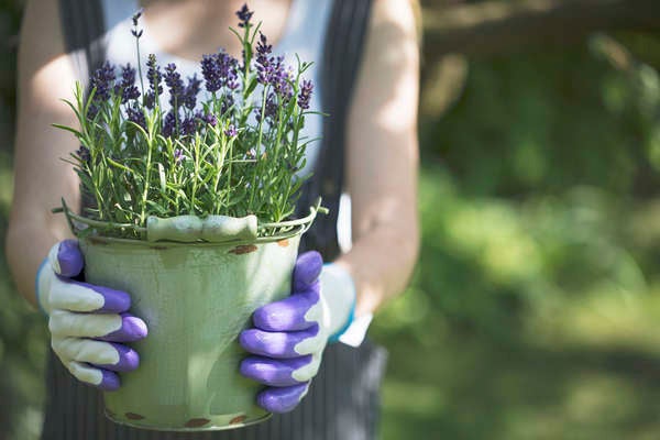 istock patio_plants_lavender