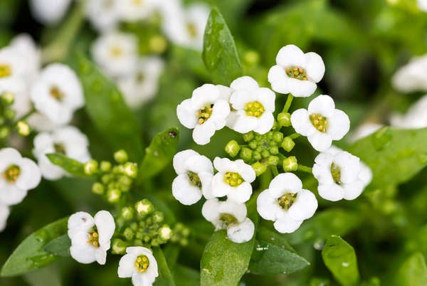 istock_patio_plants_Sweet Alyssum