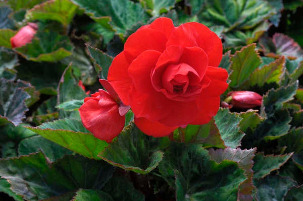 istock_patio_plants_Tuberous Begonias