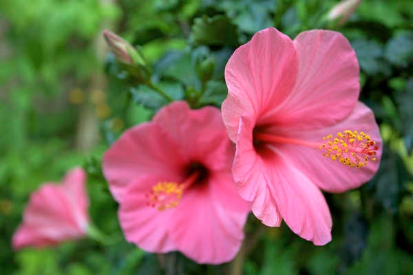 istock_patio_plants_chinese hibiscus