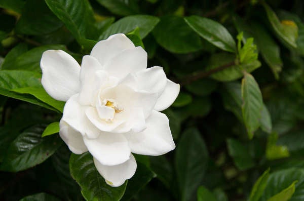 istock_patio_plants_gardenia