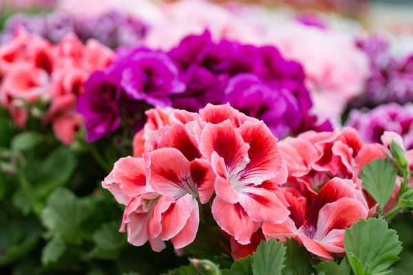 istock_patio_plants_geraniums