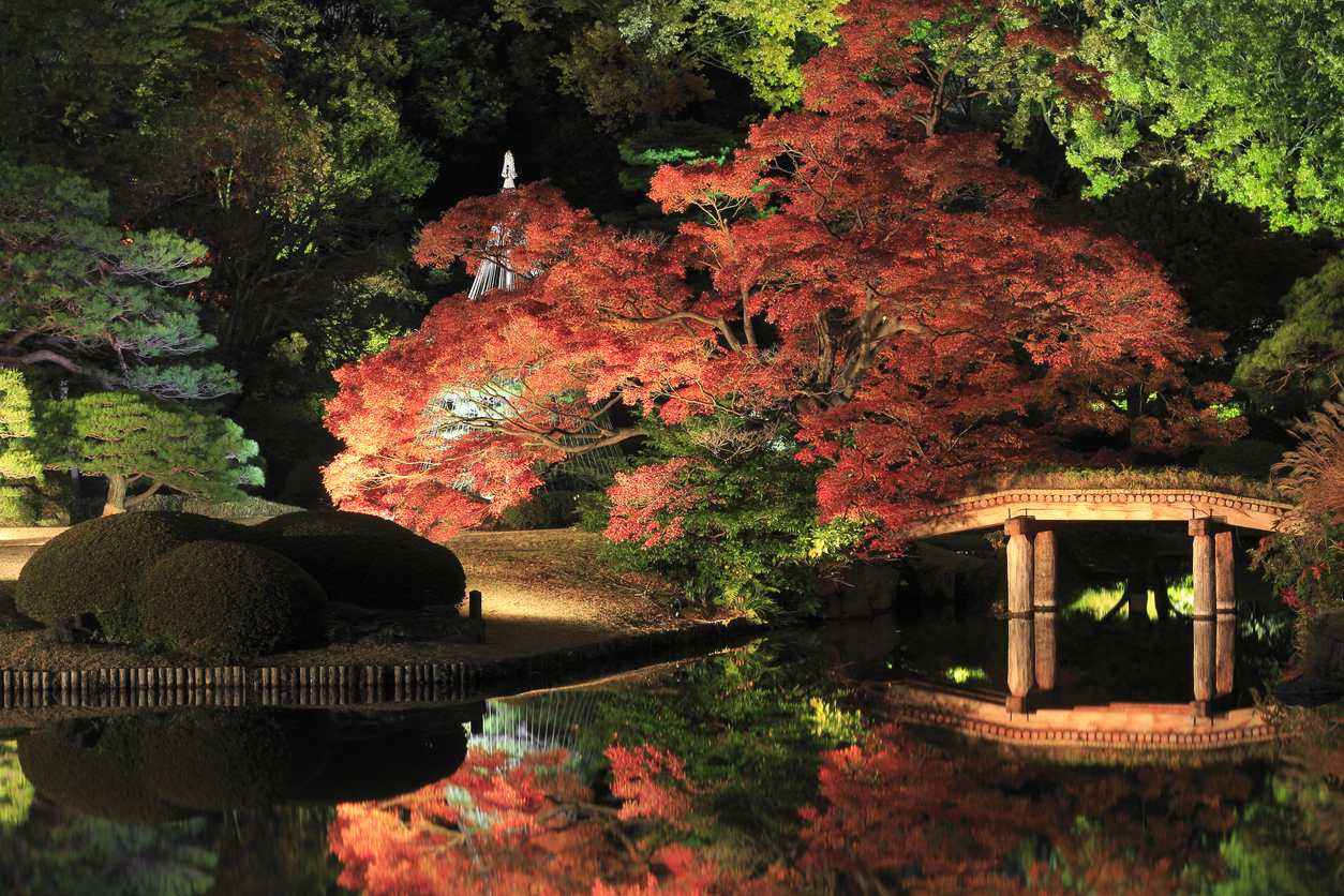 Japanese garden at night illuminated by light