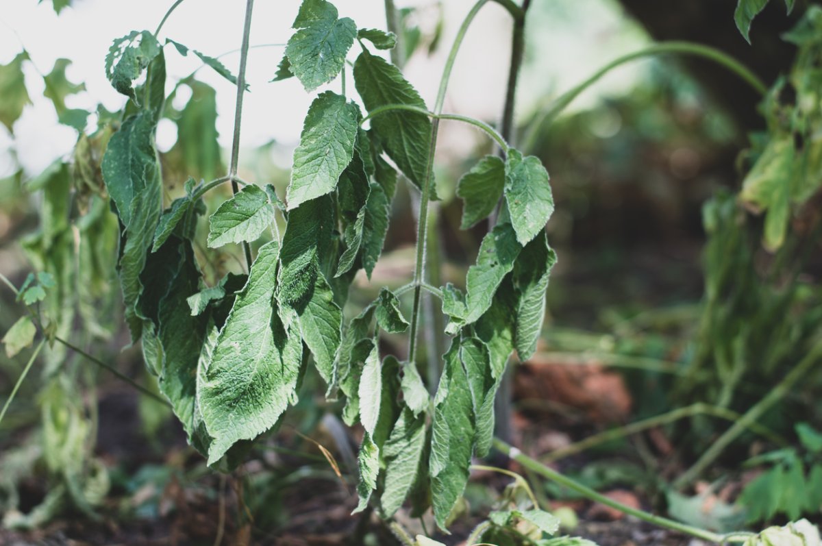 Garden plants wilting in heat