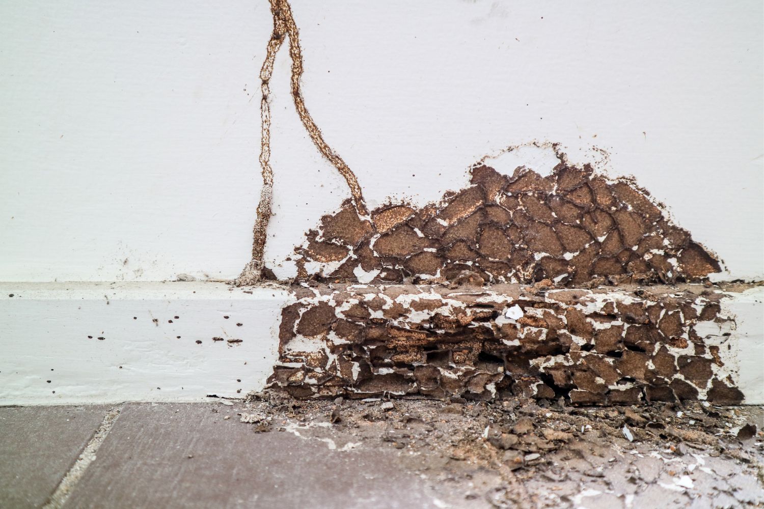 Termite Damage Repair Cost