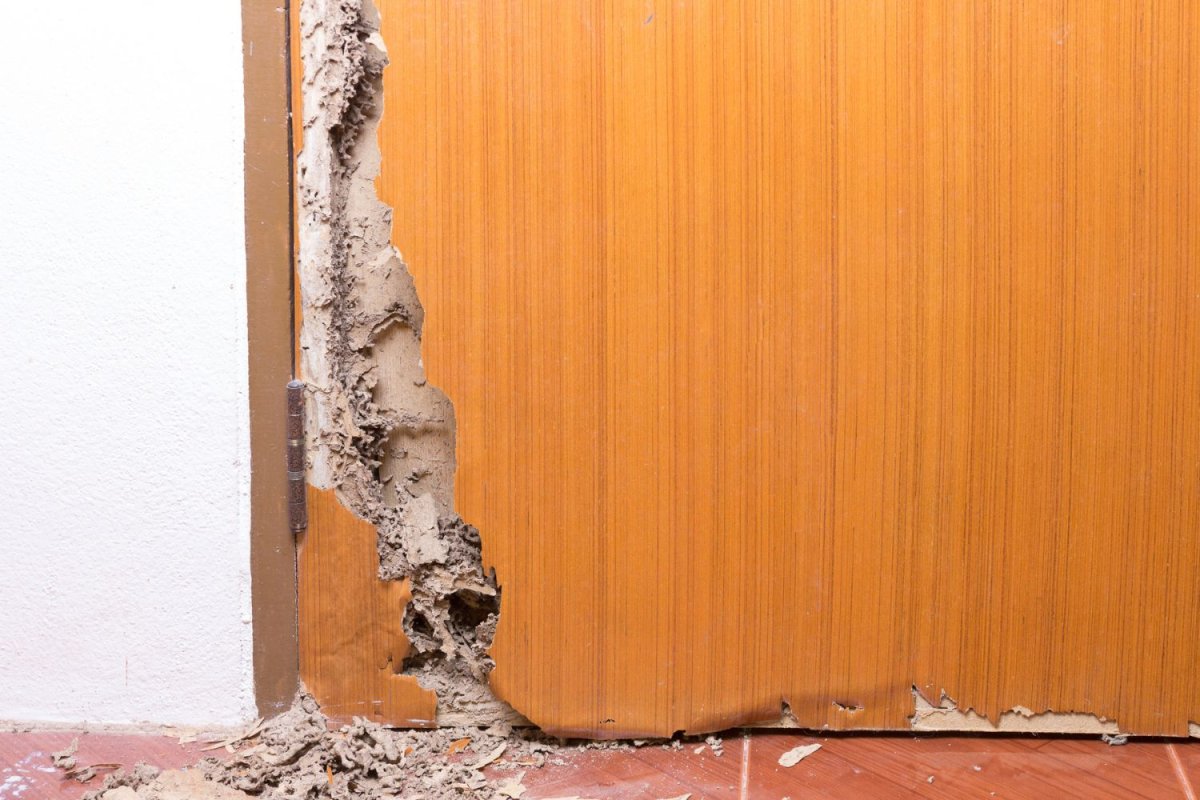 Termite Damage Repair Cost