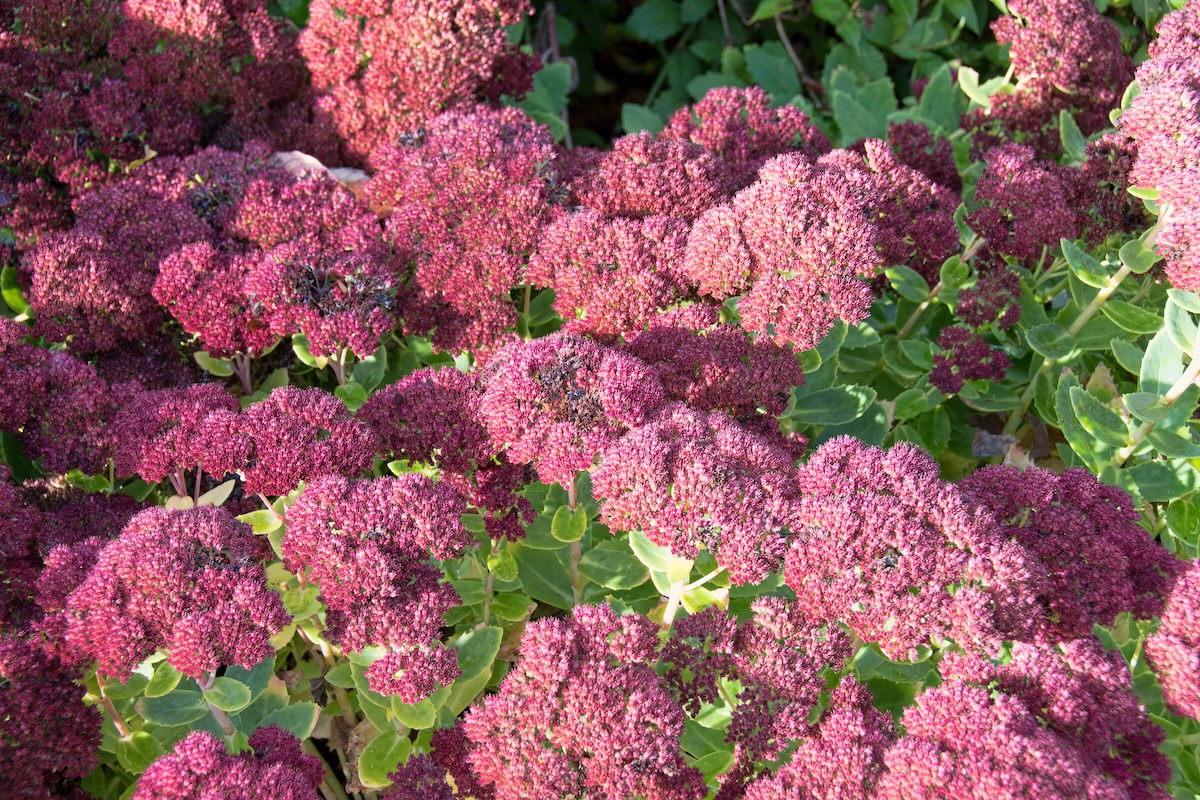 Red Autumn Joy Sedum (Hylotelephium spectabile ‘Autumn Joy’) growing in a bush in a garden.