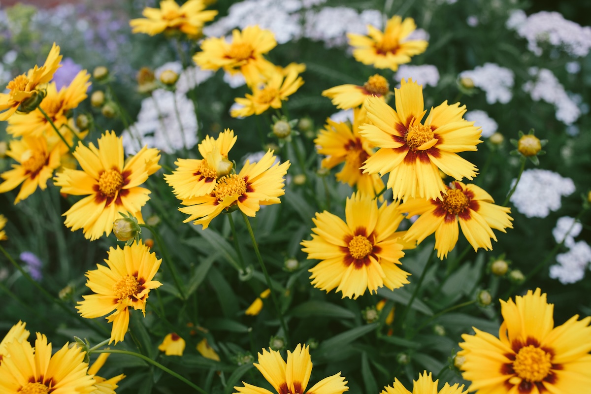 Bright yellow Coreopsis (Coreopsis spp.) in summer bloom.