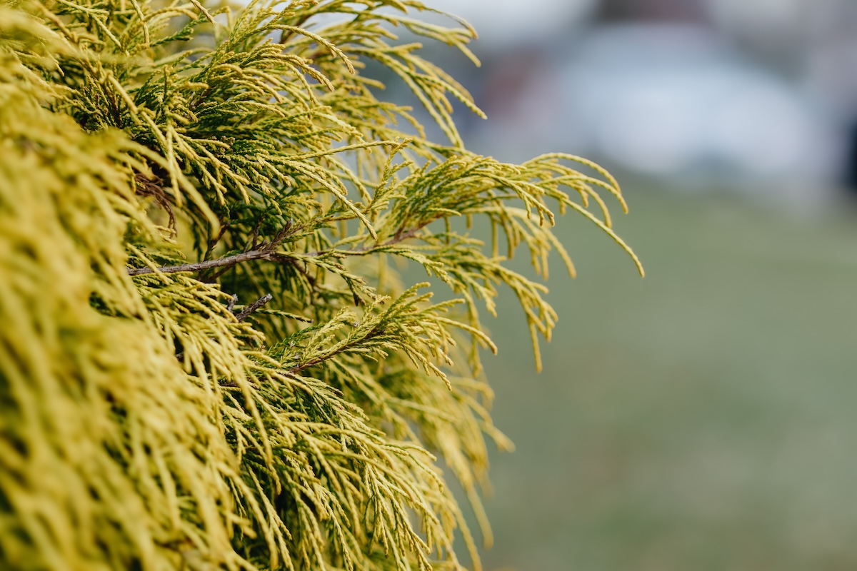 A close-up of Gold Thread Cypress (Chamaecyparis pisifera ‘Gold Thread’) shrub in a cloudy yard.