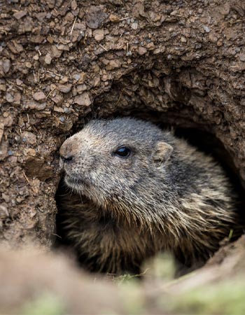 How Much Does Groundhog Removal Cost? (2023) - Bob Vila