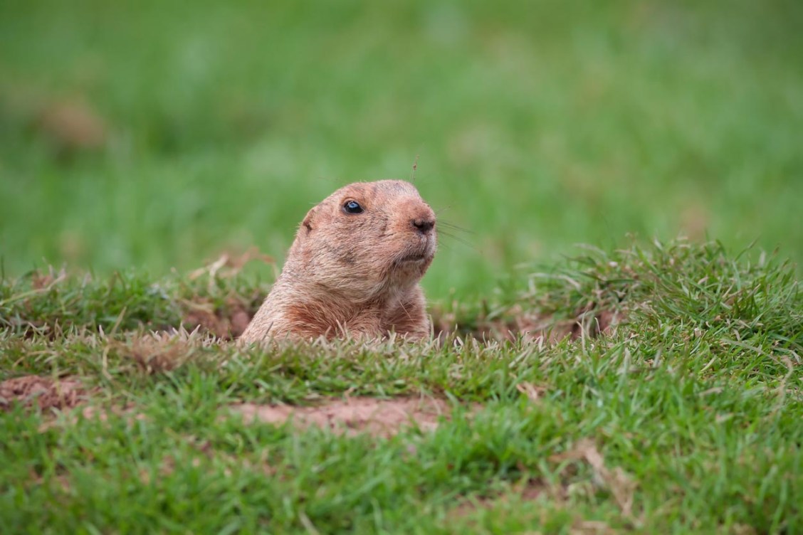 How Much Does Groundhog Removal Cost? (2023) - Bob Vila