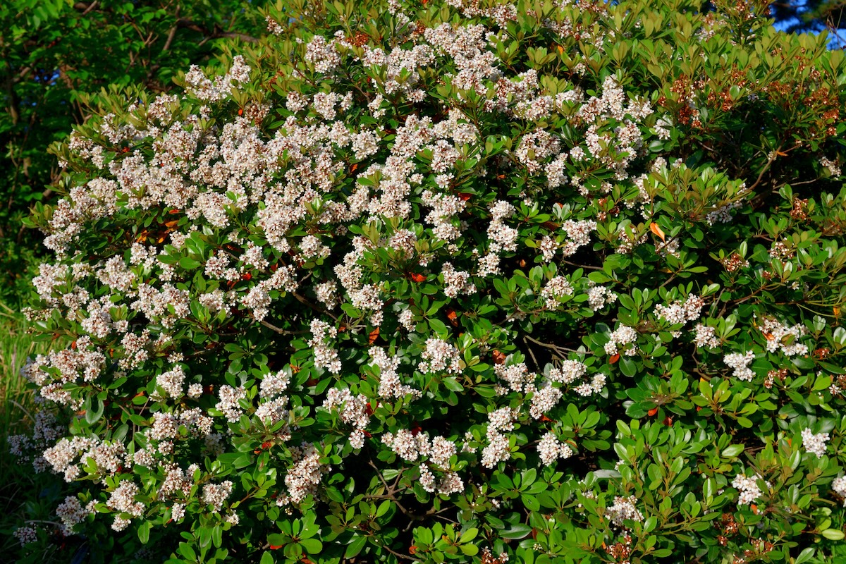 Small white Indian Hawthorn (Rhaphiolepis indica) flowers growing in a bush.