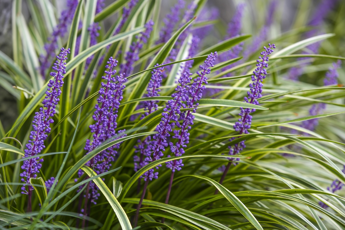 Purple coned Liriope (Liriope spp.) flowers in the garden.