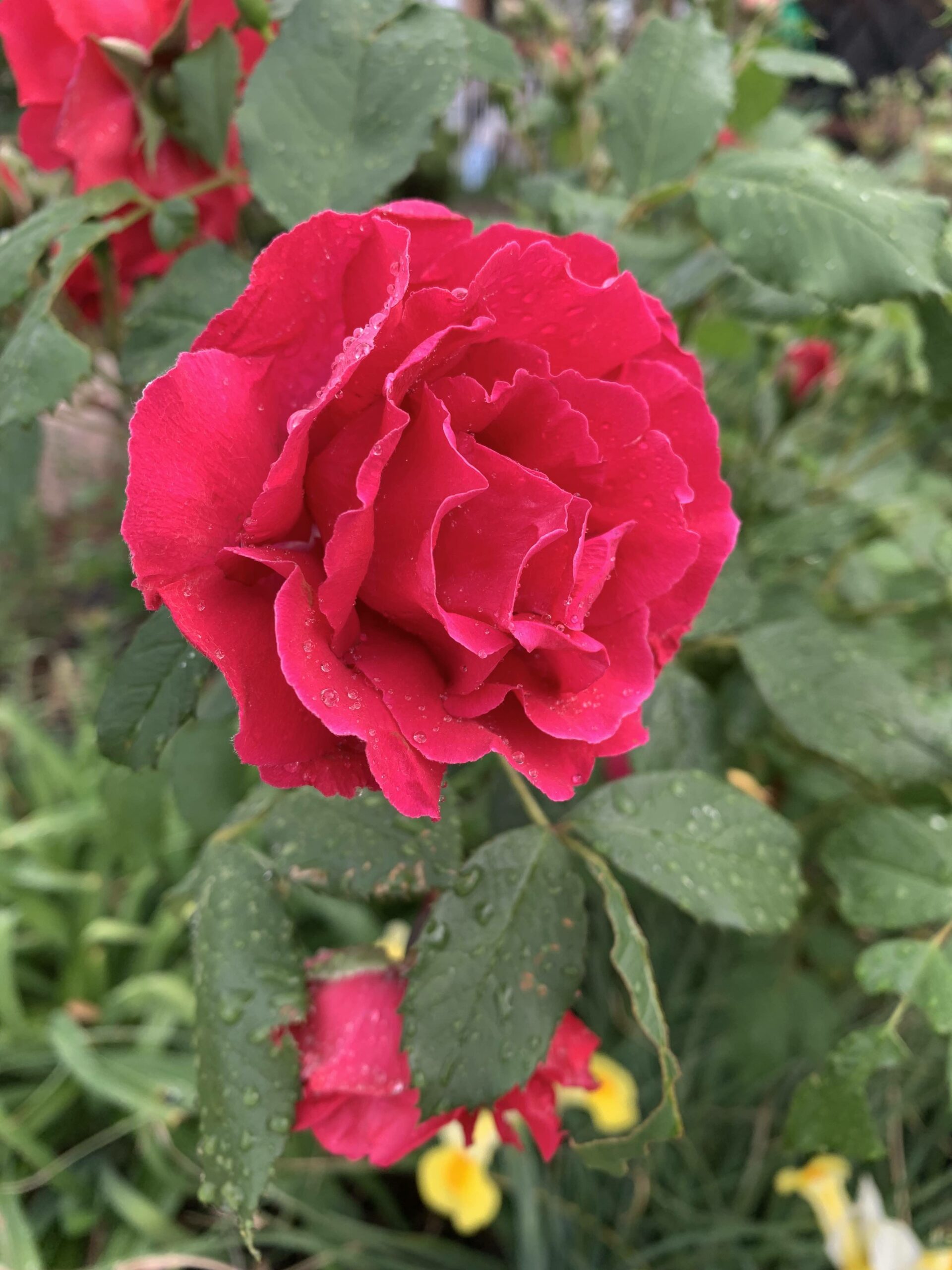 Pink Rose Close up