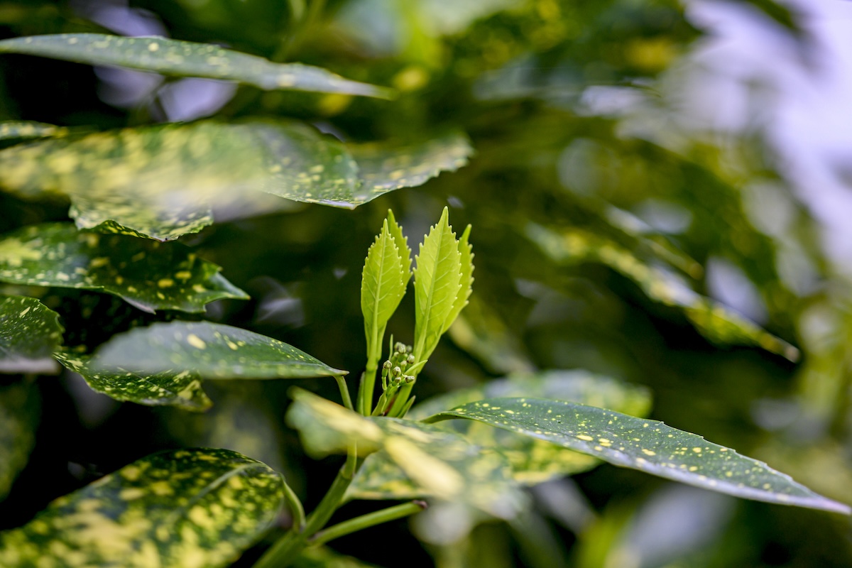 Spotted Laurel (Aucuba japonica) with yellow splotches.