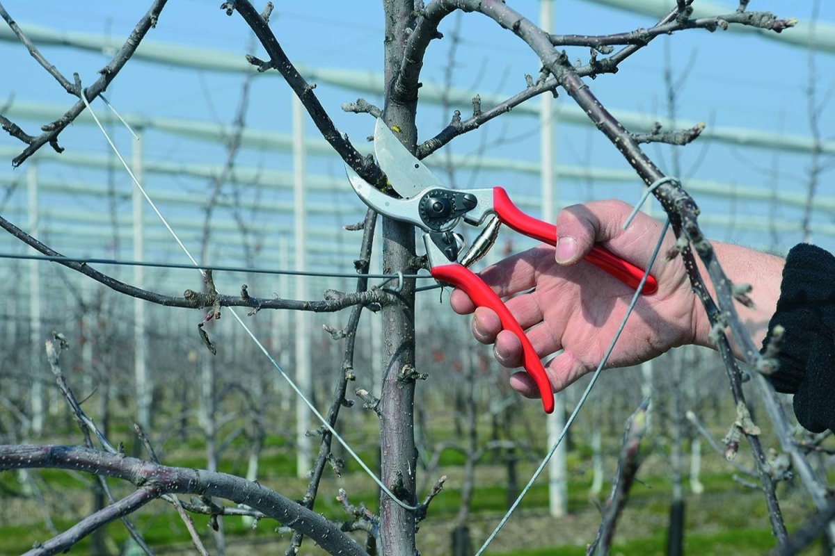 Red-handled shears cutting a tree branch in a garden