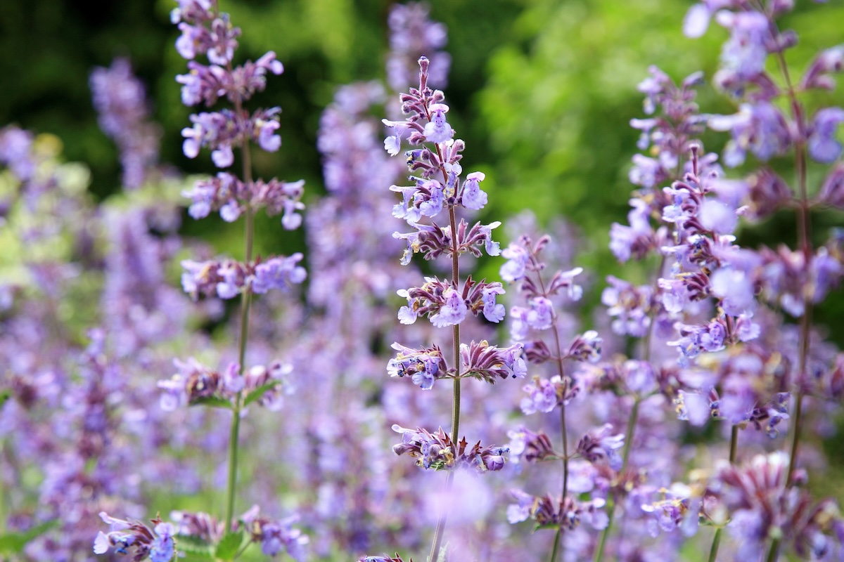 Purple catmint (Nepeta spp.) growing on a sunny day.