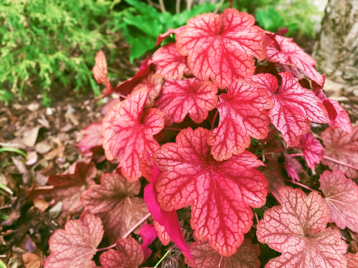 A close-up of red Coral Bells (Heuchera spp.) in a small garden pot.