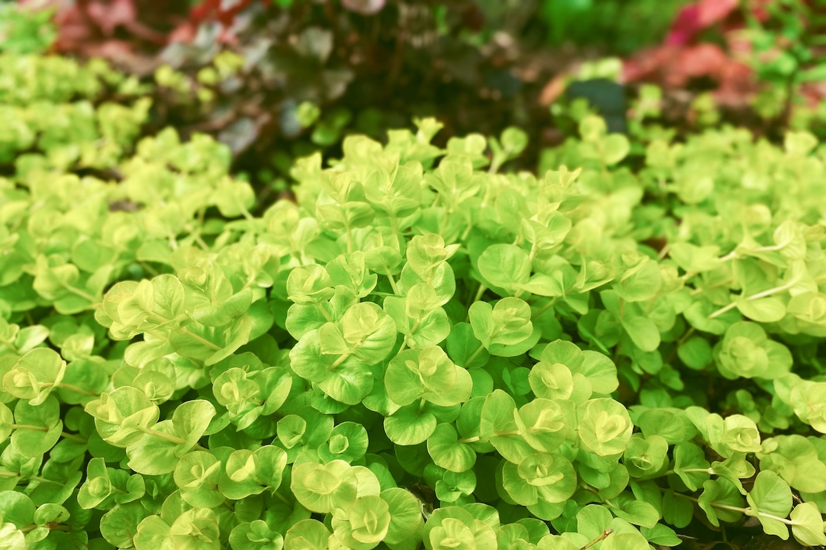 Bright green Creeping Jenny (Lysimachia nummularia) in a garden.