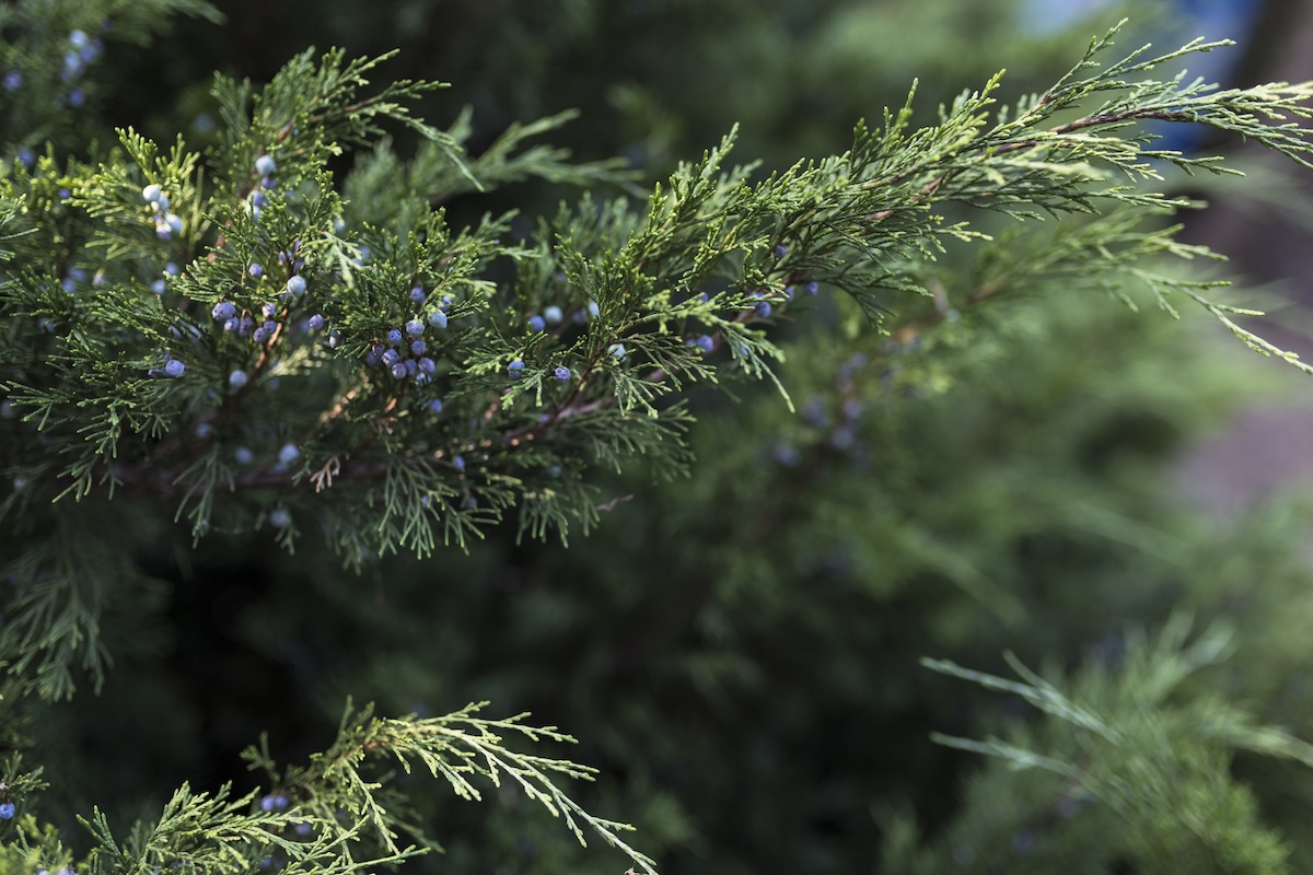 Creeping Juniper (Juniperus horizontalis) with small purple berries growing.