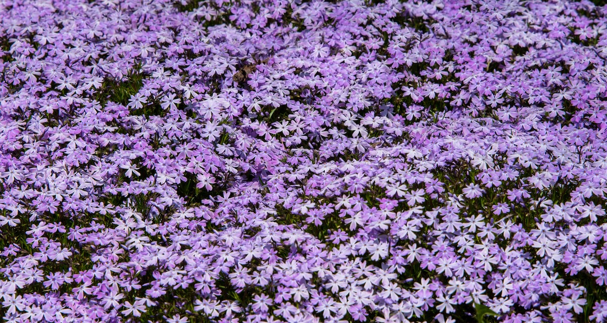 Light purple and pink Creeping Phlox (Phlox stolonifera) covering the ground.