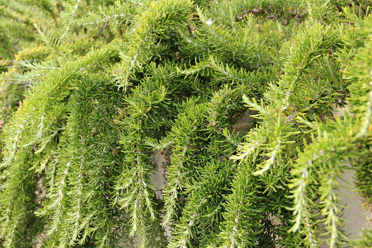 Creeping rosemary plant Rosemary (Salvia rosmarinus) growing in a raised bed.