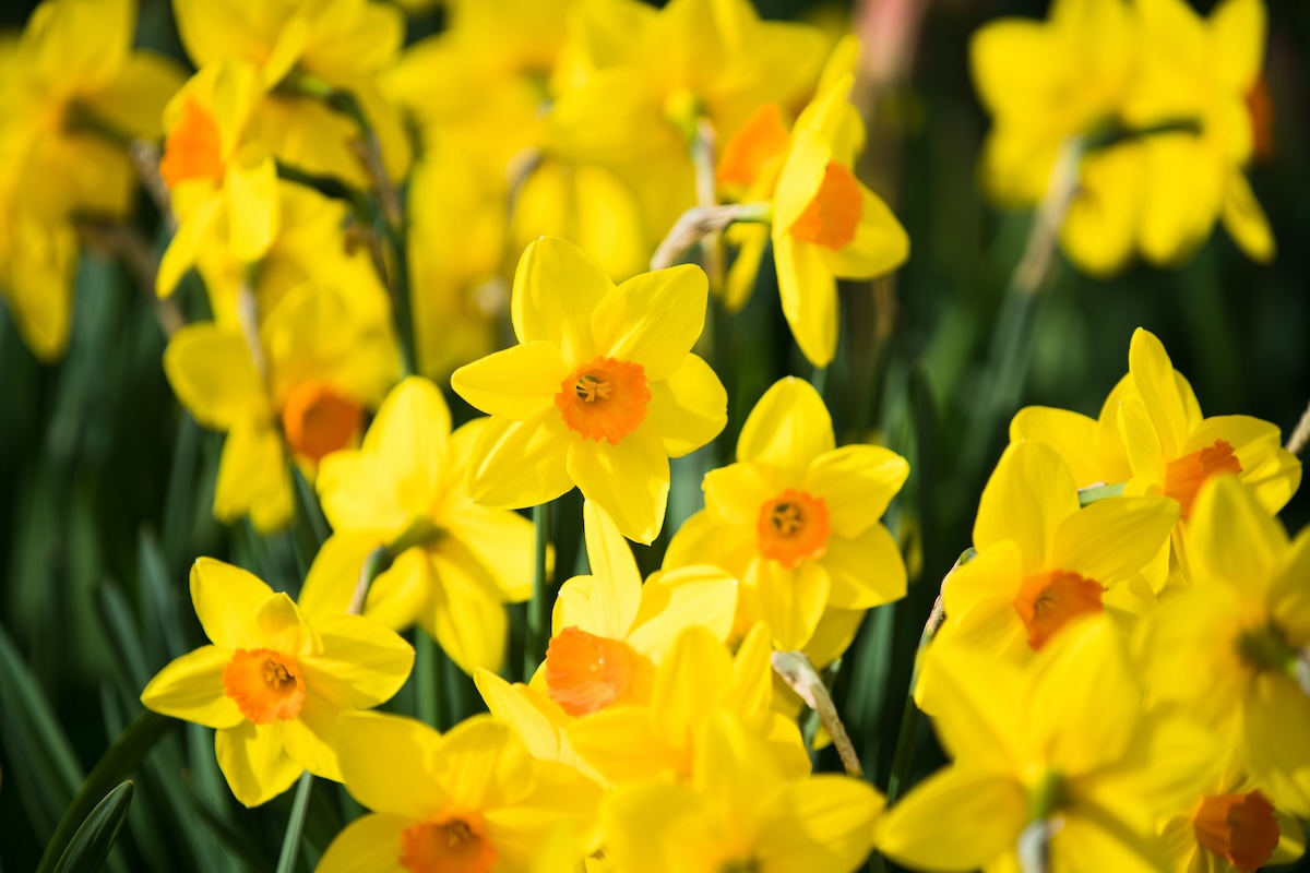 Daffodils (Narcissus pseudonarcissus) with yellow blooms with orange centers.