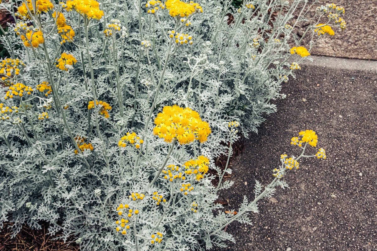 A silver and yellow Dusty Miller (Senecio cineraria) growing next to a brick pavement walkway.