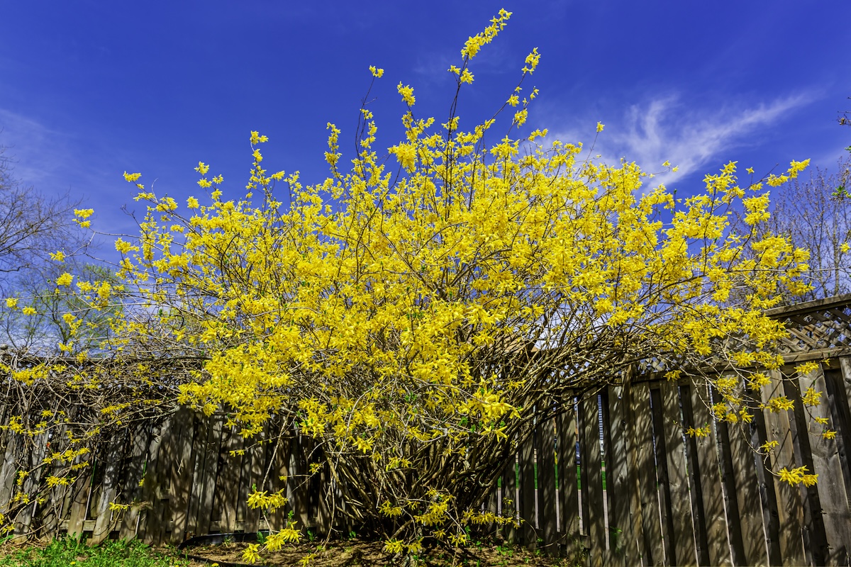 A large Golden Bell (Forsythia spp.) growing next to a backyard fence.