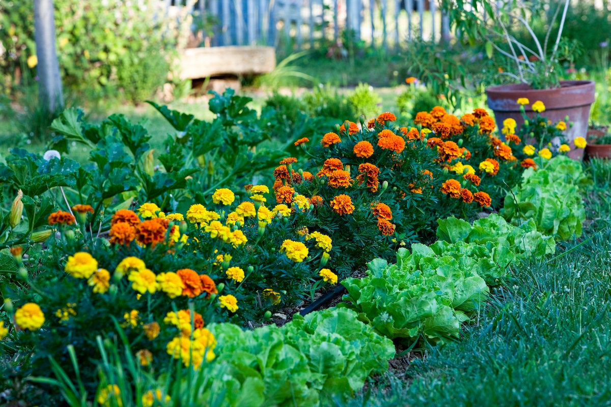 A garden bed of orange and yellow marigolds (Tagetes spp.).