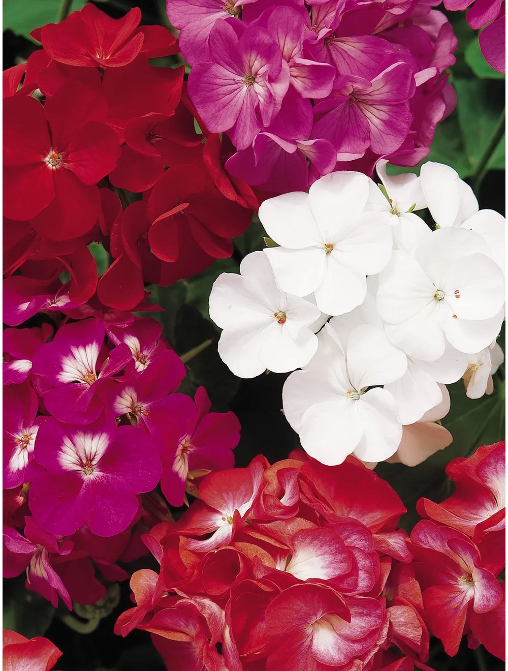 geranium flowers in red, white, and magenta