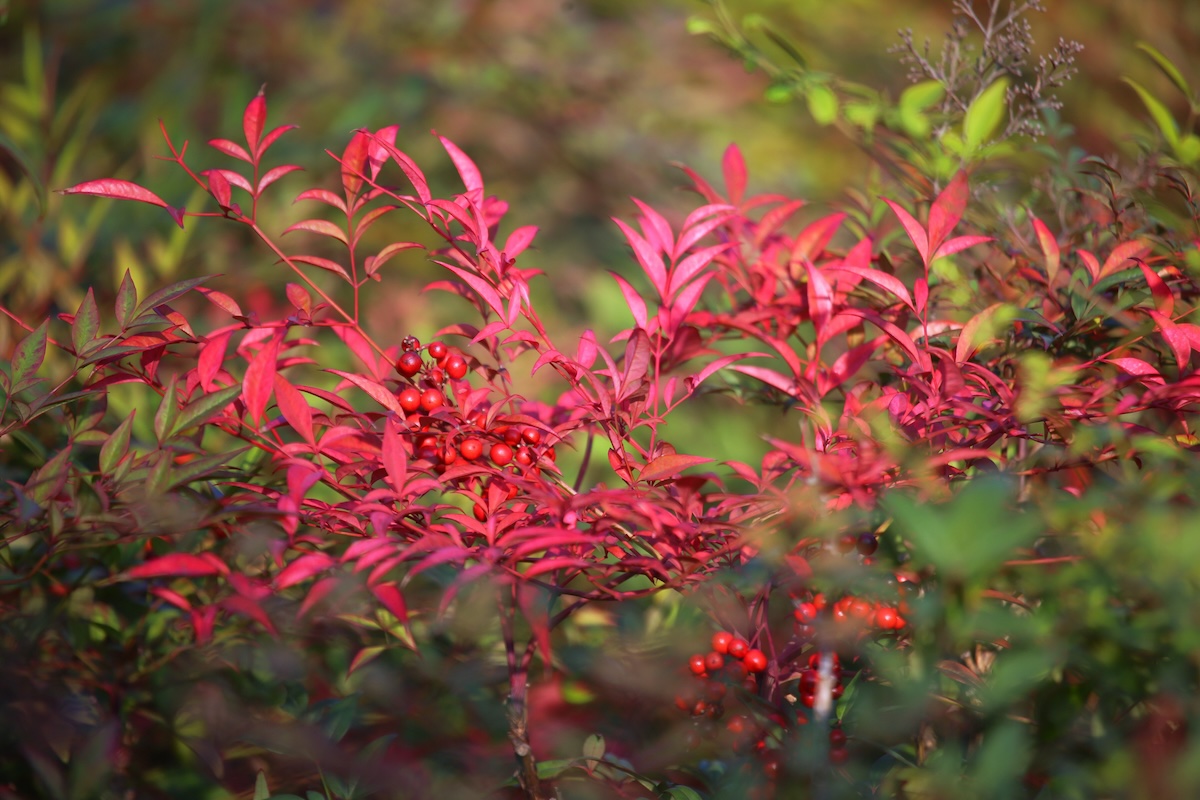 A bright red Heavenly Bamboo (Nandina domestica) plant sprouting berries.