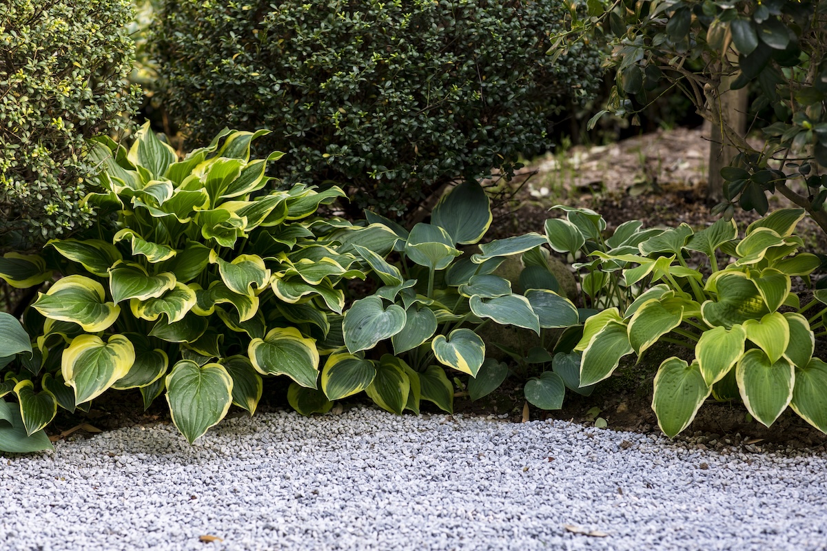 Three Hosta (Hosta spp.) plants growing near a driveway.