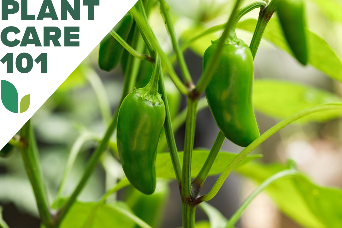 how to grow jalapenos - jalapeno plant care 101